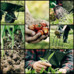 Økologisk gødning til haven